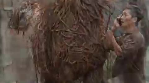 A horse rescue: Millions of Parasitic Earth worms attack on horse. #horse #horses #shorts #viral
