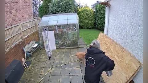 Funny Animal Videos 2025 - Funny Dogs and Cats - Funny Animal Videos 7