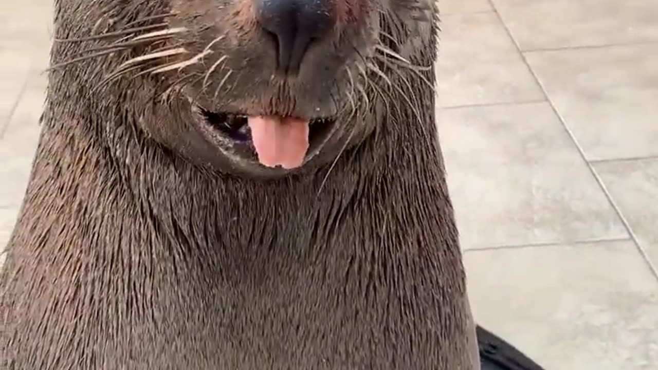 Cute Sea Lion Comes When Called