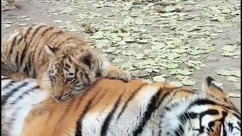 "Awww! This Cub Feels So Safe Sleeping on a Tigress!"