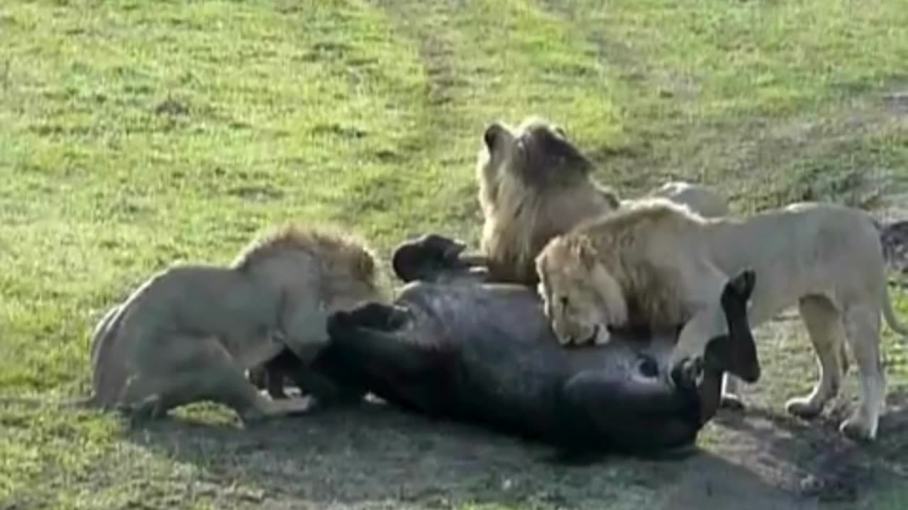3 Lions BRING DOWN Defiant Buffalo!