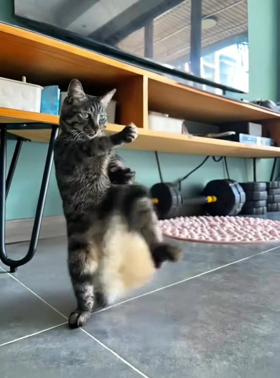 Kung Fu Cat