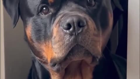 Owner Says 'You're Getting Adopted' – Dogs’ Reactions Are Priceless! 😂🐶