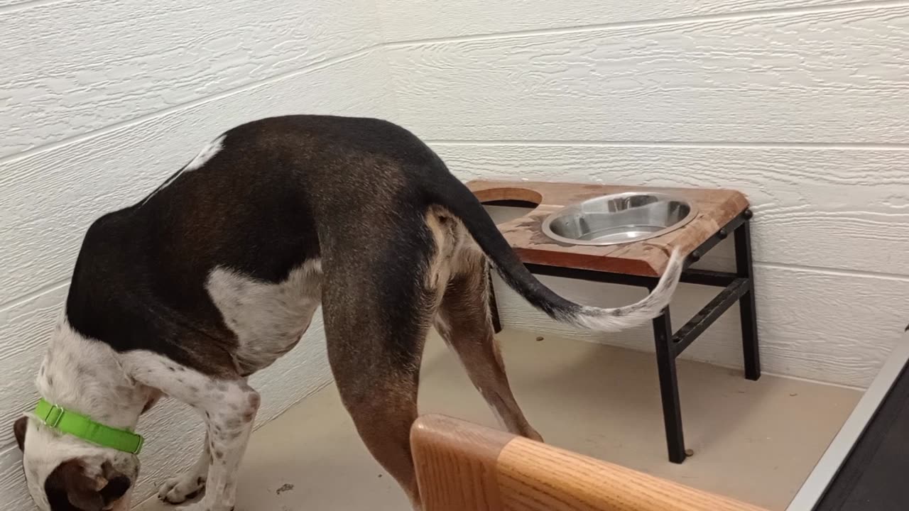 Teeny 3y A754834 he's pretty busy but so loving@TRN, from kennel 174 PACC shelter_20250518_141253104