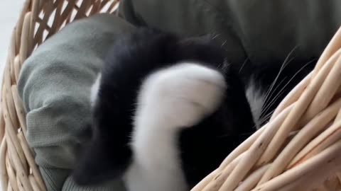 Kitten videos to attract cats #5