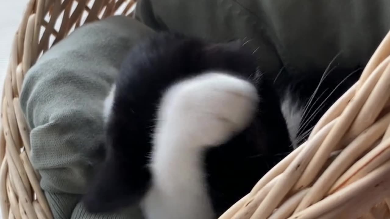 Kitten videos to attract cats #5