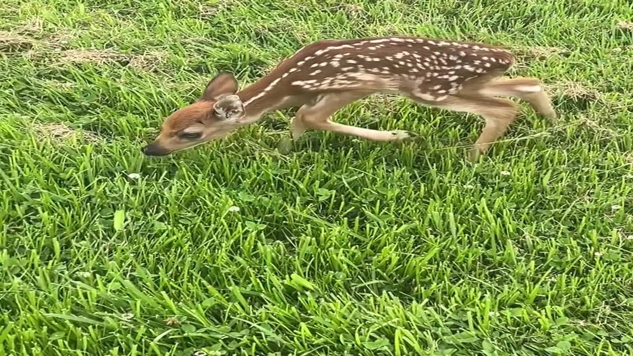Lone Fawn Bonds With Friendly Dog