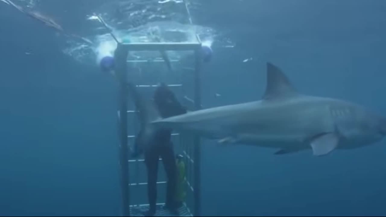 🐾 6 Chilling Animal Attacks on Multiple People! 😱🔥