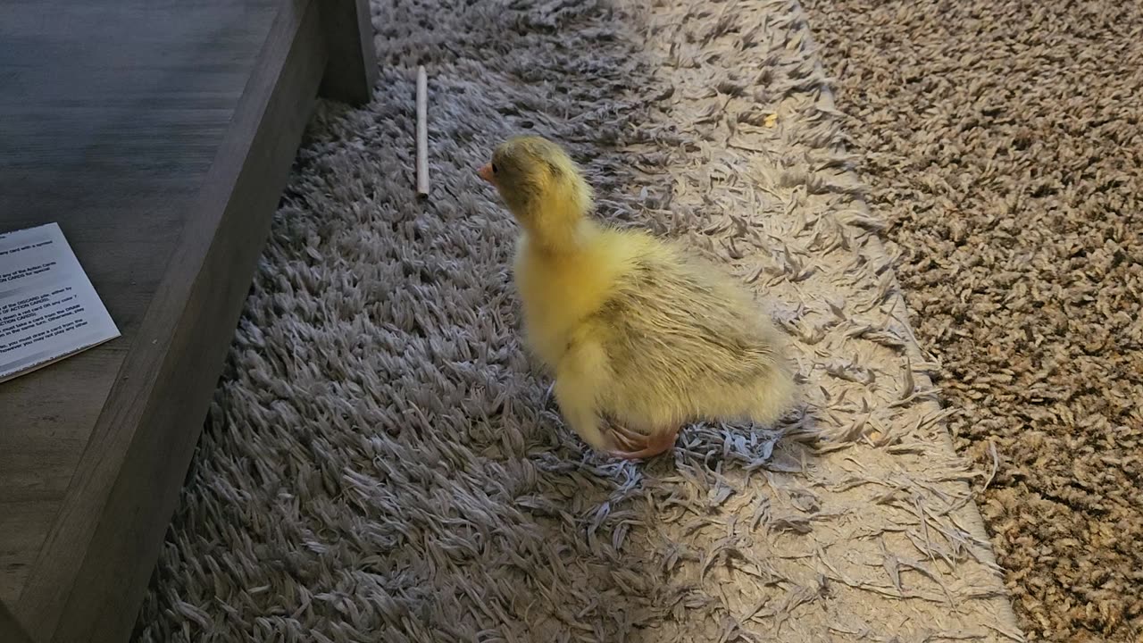 Day old gosling finding his feet