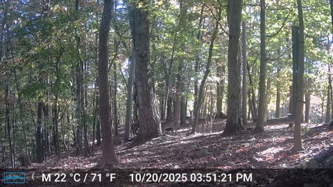 The Woods – 10/21/2025