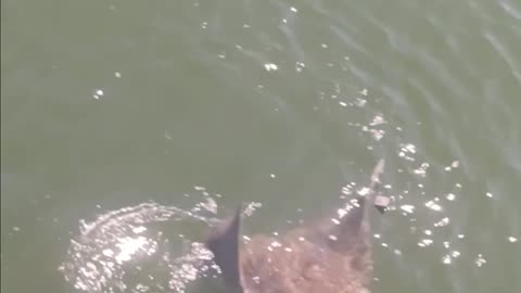 Cow nose ray.