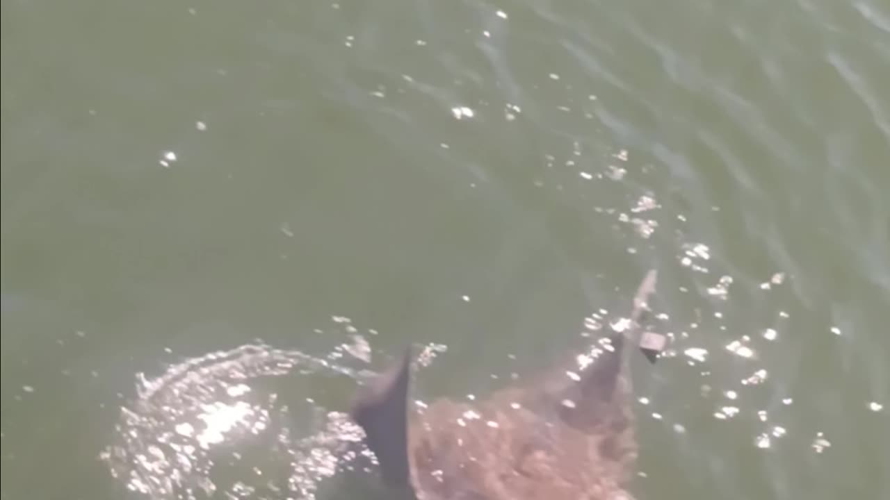 Cow nose ray.