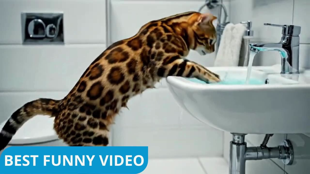 funny animals,vines