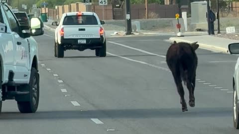 Cow Runs Across Busy Road