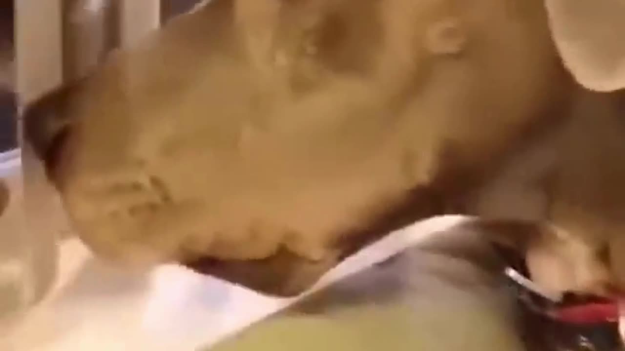 Cat vs Dog Chaos – Funny Pet battles You Can’t Miss!