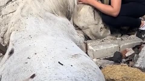 💔🐴 Ukraine Russia War | Russian Strike Hits Odessa Stable, Owner Mourns Beloved Horse | RCF