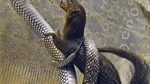 "Unbelievable Showdown: Mongoose vs Snake in Action #mongoos #snakes #storey