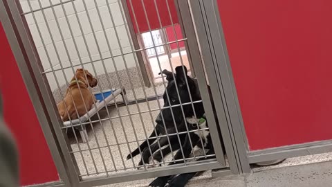 Marty-tan 1y A851564 Bluey 1y A846155-black kennel 49 pod 2 PACC shelter20250515_142002379