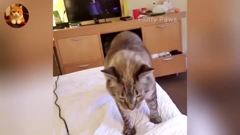 Animal Antics Gone Wild 😂 - Best of Cats & Dogs 2025 🐶😼 - Series 12