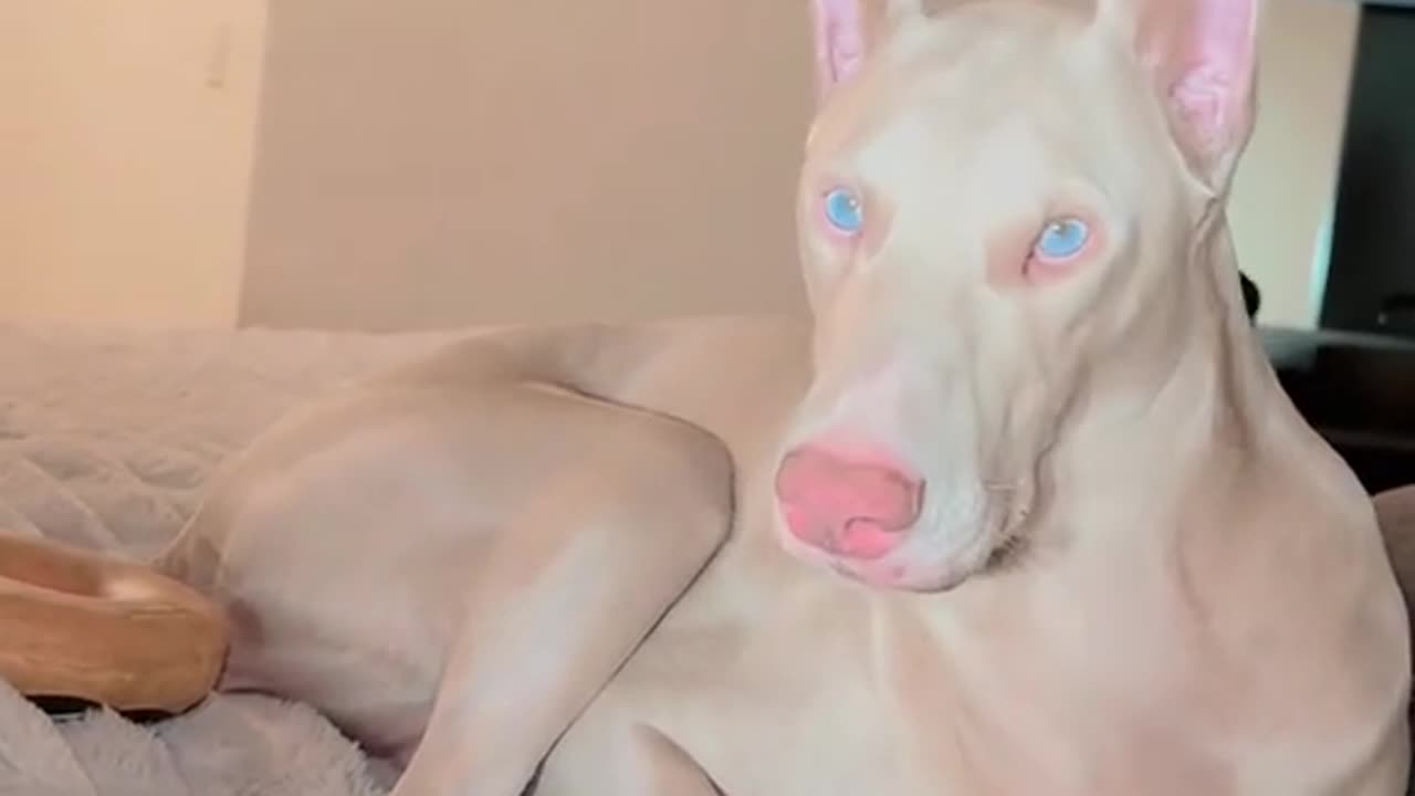 What do you think about this Doberman? / Ce ziceți de acest Doberman?