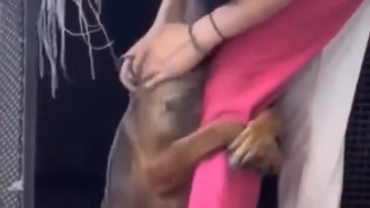 Dog's heartwarming reaction to being rescued. 🐕🐾🥺🙏❤️