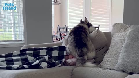 Dog Can’t Contain His Excitement 🐶😲 | Funniest Food Reaction Ever! 🐶 Puppy