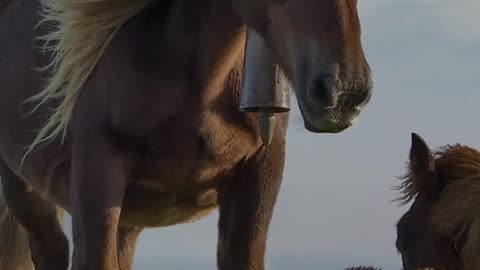 caballo y yegua en inglés