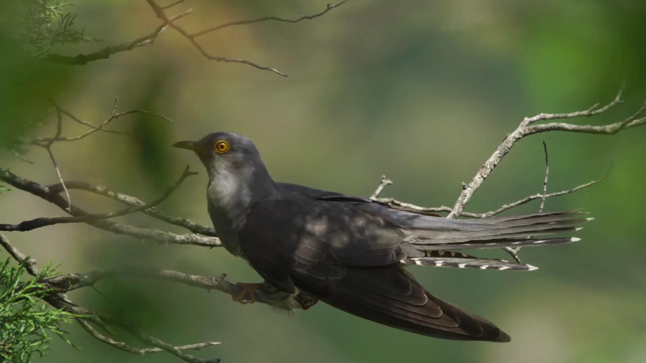 Asian Emerald Cuckoo (Chrysococcyx maculatus)