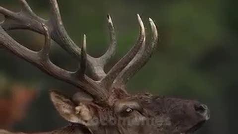 Top 5 astonishing moments that humans didn't knew