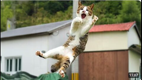 Silliest Cats on Earth 😂 Funny Cats Videos 2025