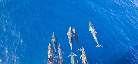Dolphins riding the bow wake