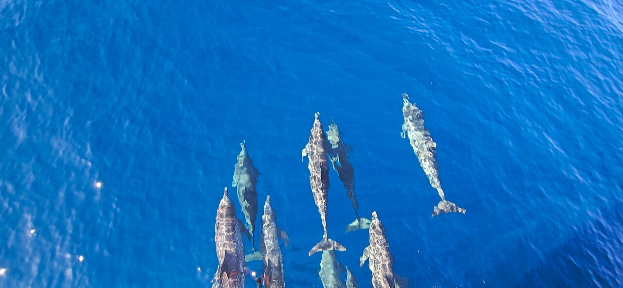 Dolphins riding the bow wake