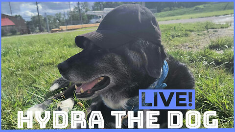 Live! Hydra the Dog 7.3.2025