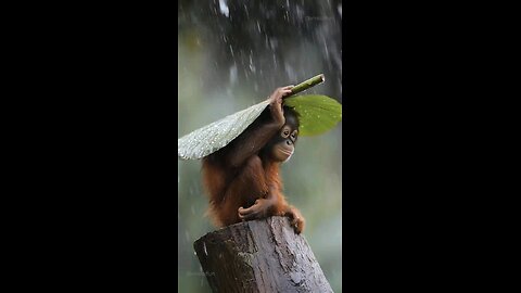 Thumbnail Smart Orangutan Uses Leaf as an Umbrella! 🥺 #klingai #orangutan #smar