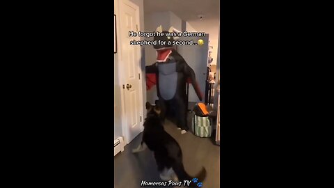 Funny animals 2024😂- Funniest Cats and Dogs Video😹🐶