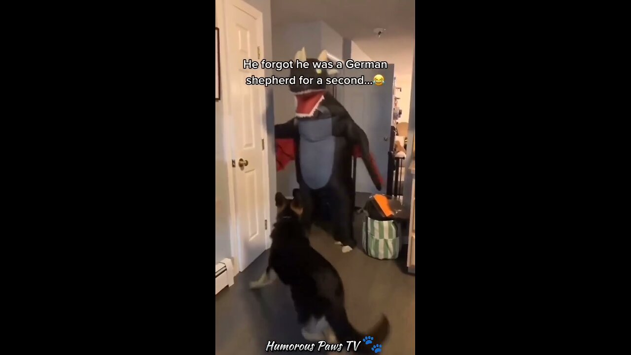 Funny animals 2024😂- Funniest Cats and Dogs Video😹🐶