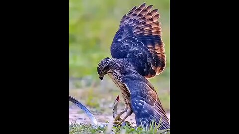 Crested goshawk vs snake || Fighting animals || Jungle hunters || 2