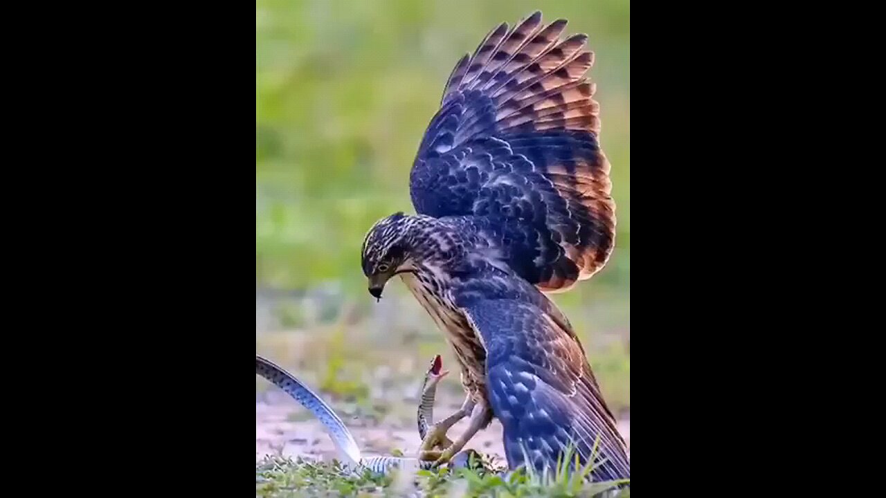 Crested goshawk vs snake || Fighting animals || Jungle hunters || 2