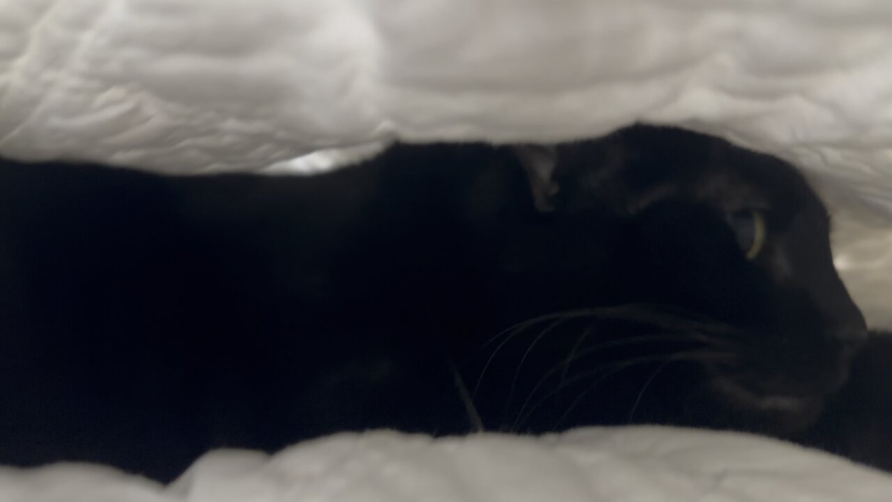 Purrs