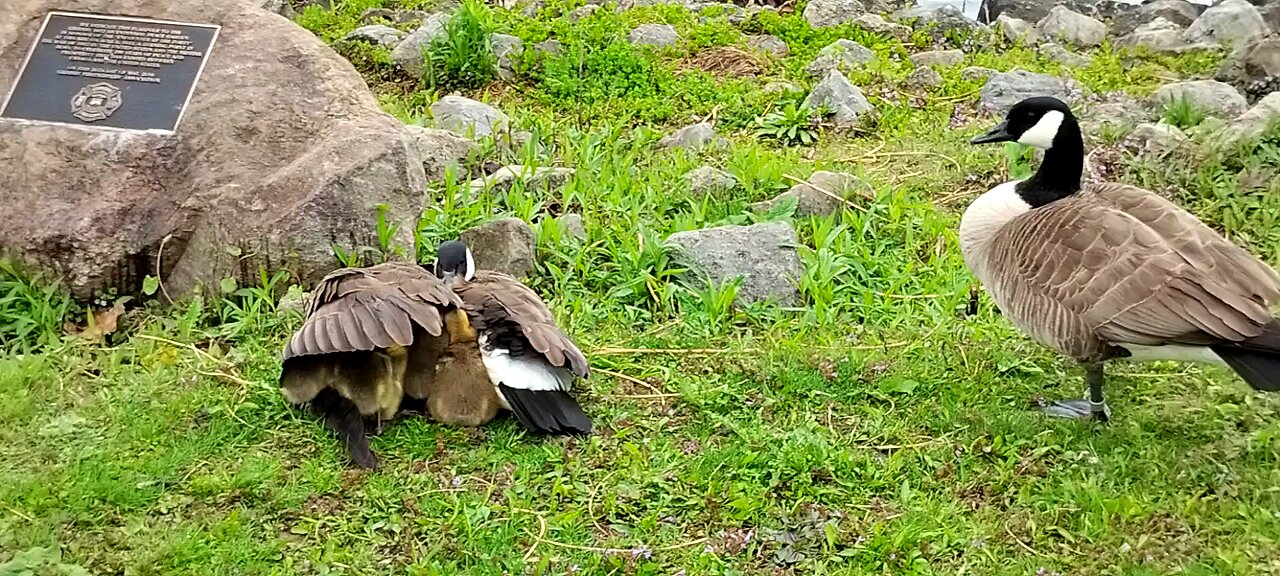 New Gosling's