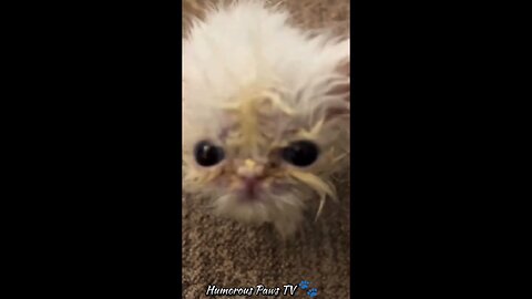 Funny animals 2024😂- Funniest Cats and Dogs Video😹🐶 #27