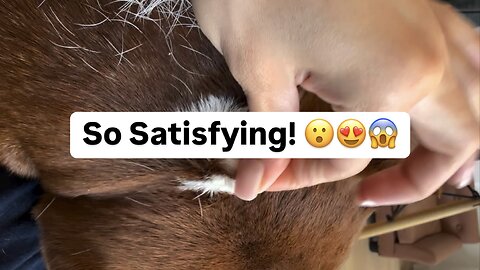 Ultimate Dog Spa Day! Deep Cleaning, Massage & Steam Bath for Happy Pup