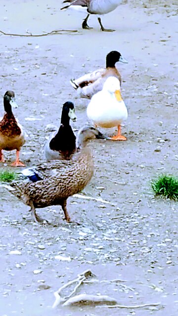 Ducks & Geese in the creek