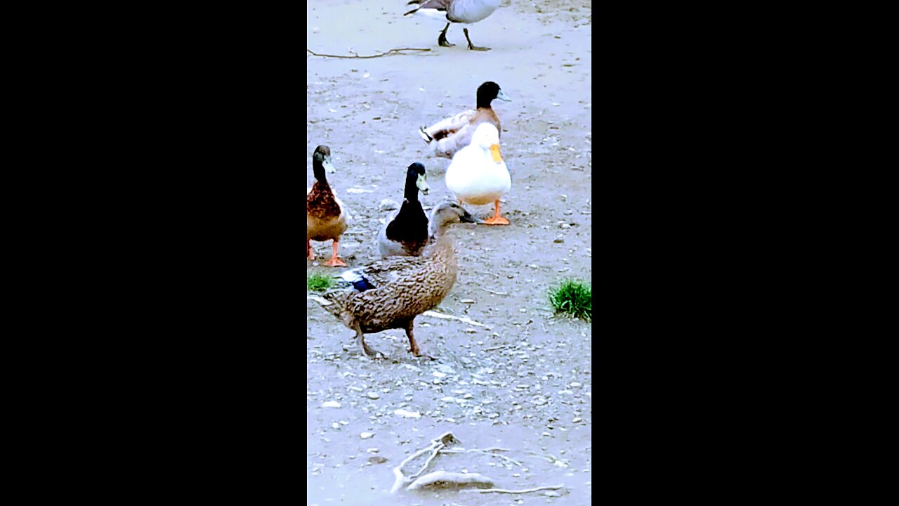 Ducks & Geese in the creek