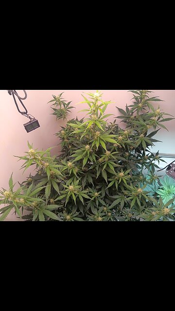 Gorilla Cookies auto week 6 day 1