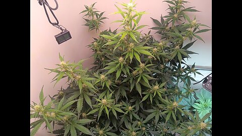 Gorilla Cookies auto week 6 day 1