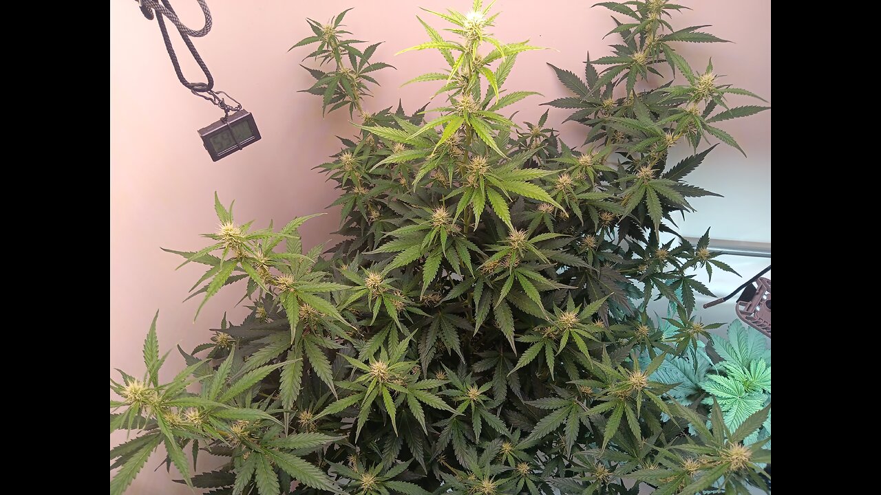 Gorilla Cookies auto week 6 day 1