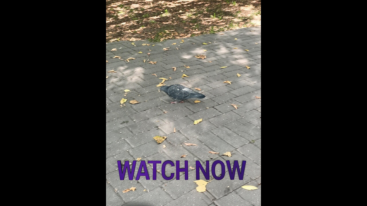 dove transforms into dinosaur, #animals, #birds