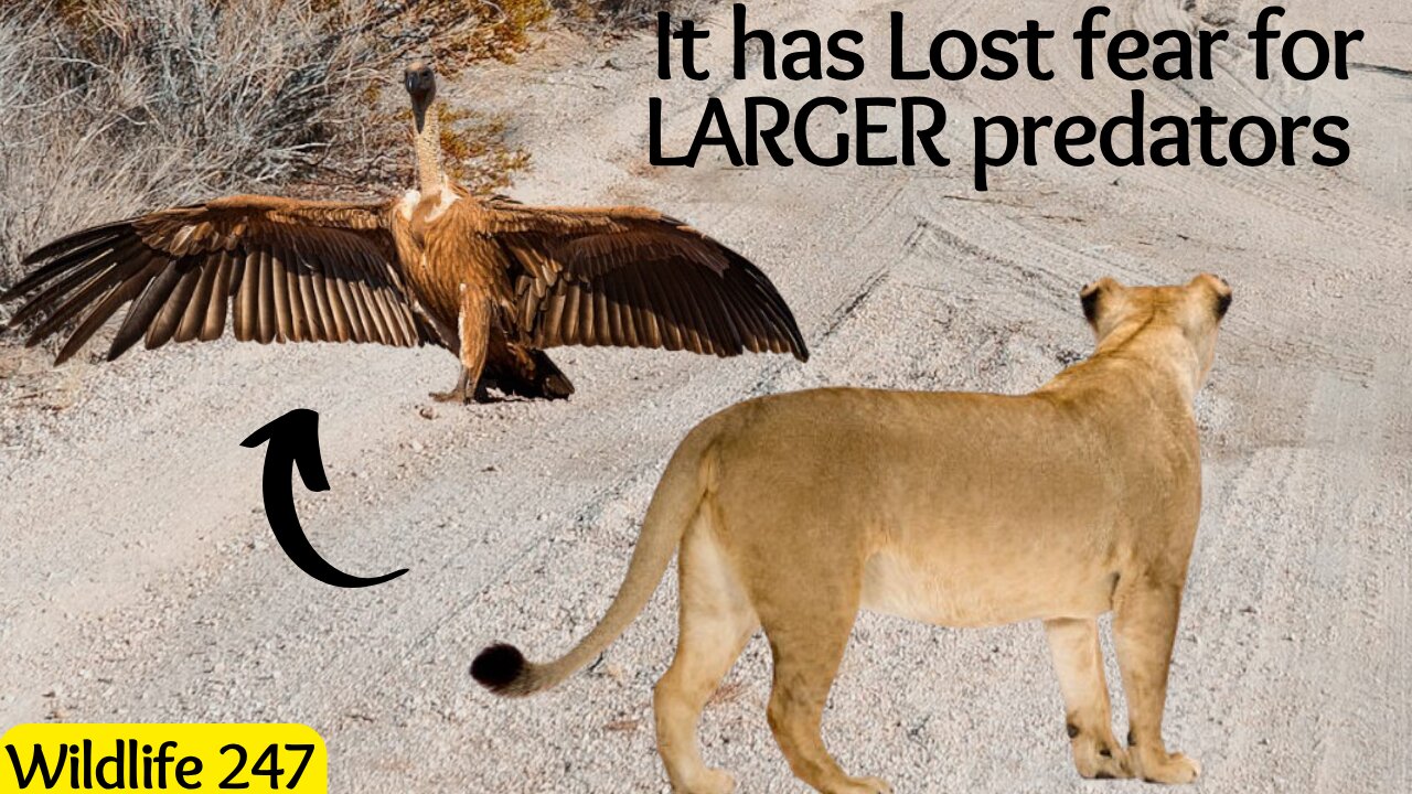 This Vulture didn't run when it saw the lion approaching....instead it did this