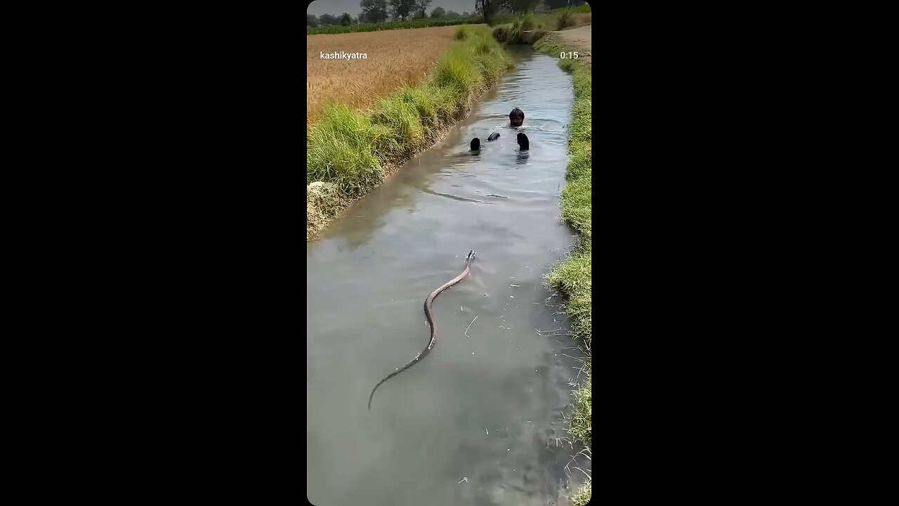 snake attack